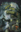 Into the Deep Dark Woods Trade P/Back
